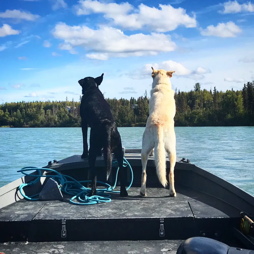 Dogs on the bow of the drift boat
