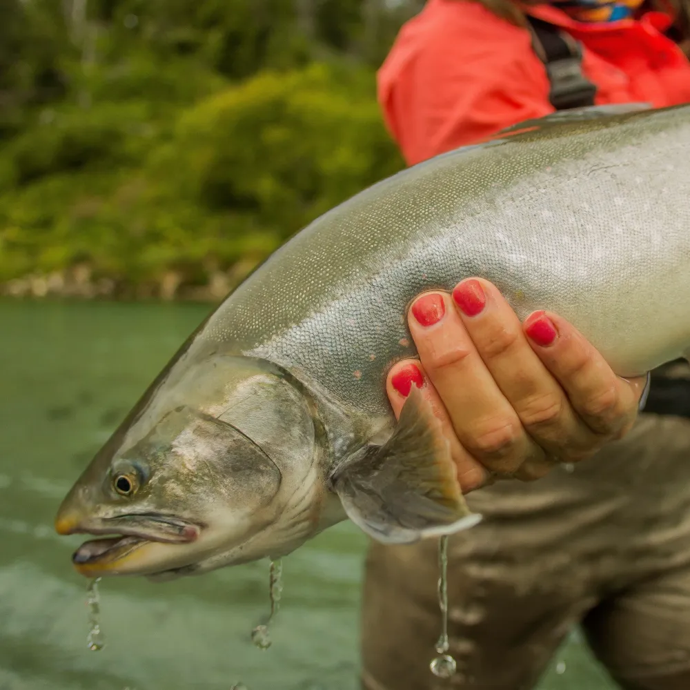 Family with sockeye salmon limits on the Kenai River