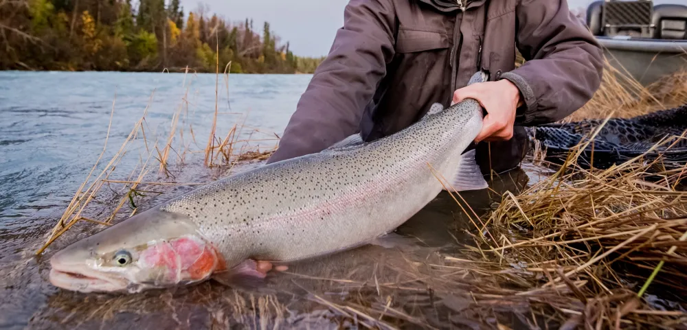 Kenai fishing guide trip photo 14