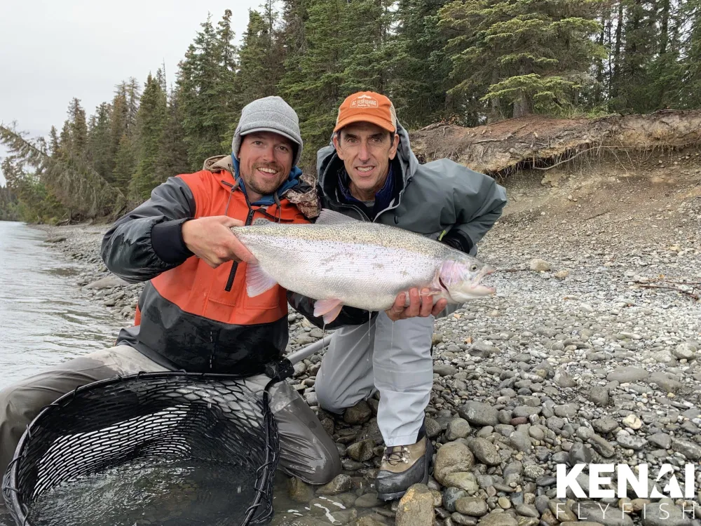 Fat trophy rainbow trout from the Kenai River